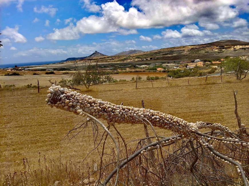 Moda Gosto e falo do Porto Santo 