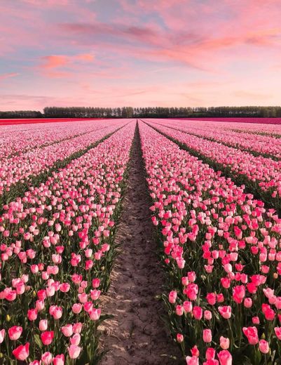Campos de tulipas Holanda 