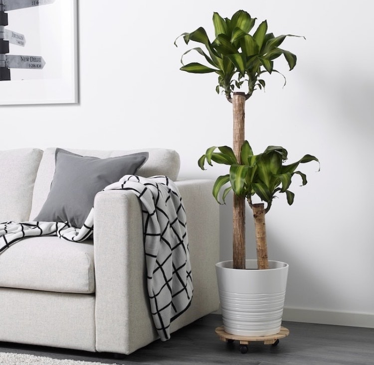 Product Planta Ikea