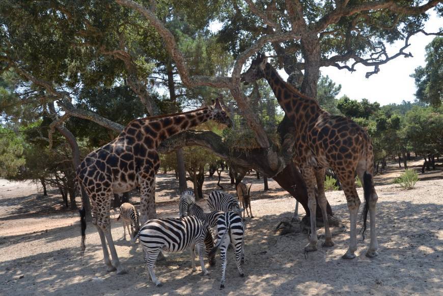 Place Badoca Safari Park