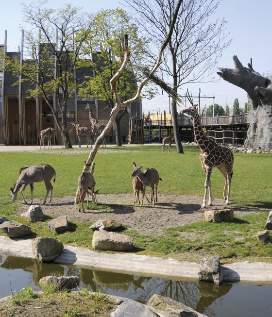 Place Blijdorp Rotterdam Zoo