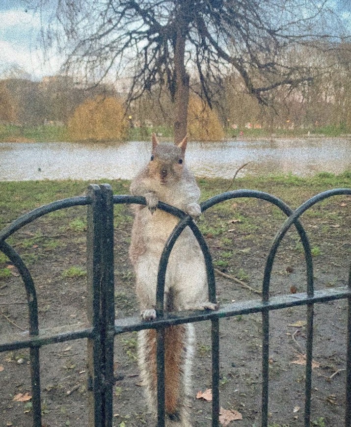 Place St. James's Park