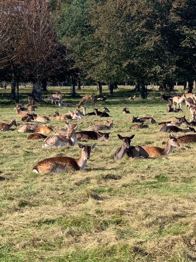 Place Phoenix Park