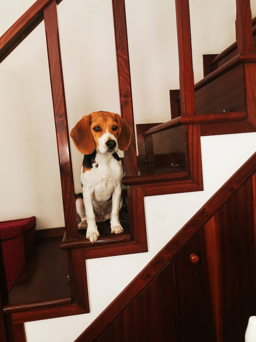 Moda Beagle