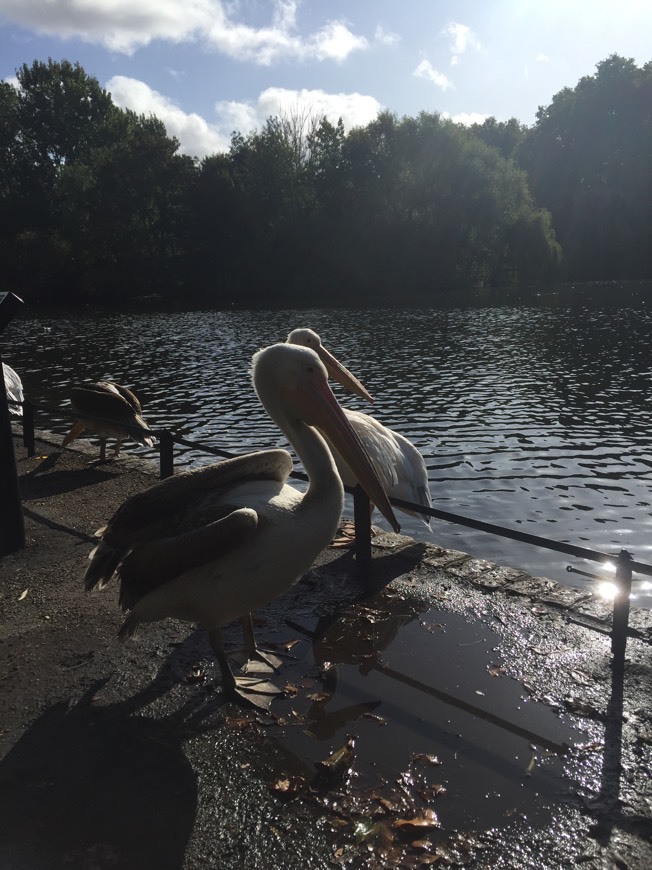 Place St. James's Park