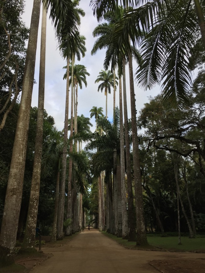 Lugar Jardim Botânico