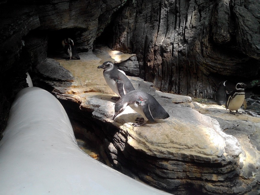 Lugar Oceanário de Lisboa