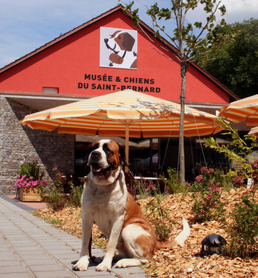 Lugares Barryland - Musée et Chiens du Saint Bernard