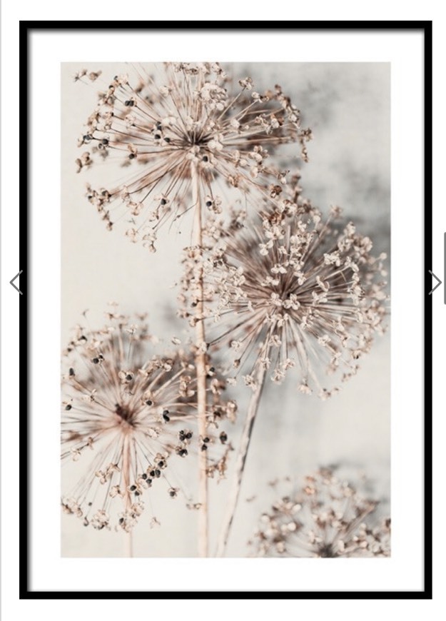 Producto Autumn Allium Poster