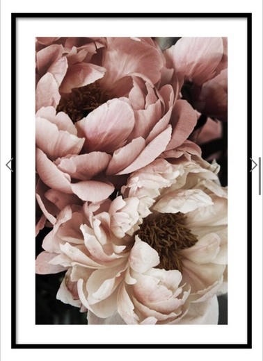 Coral Sunset Peony Poster