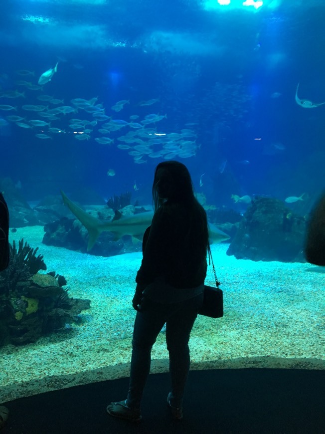 Place Oceanario de Lisboa