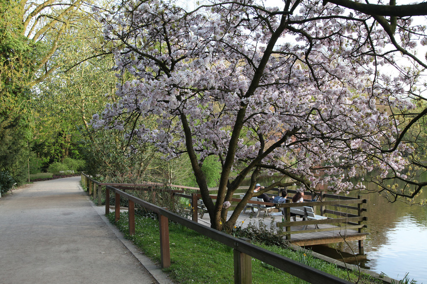 Lugar Rombergpark