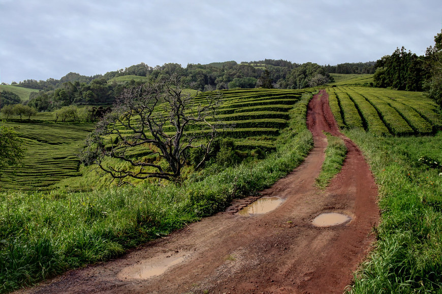 Lugar Chá Gorreana