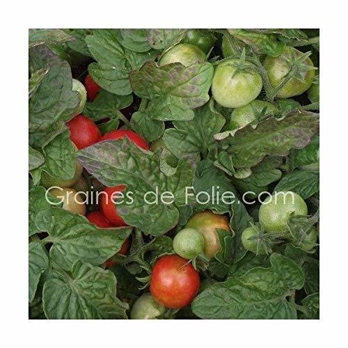 Categoría de hogar Portal Cool Bio Tomate Robin Graines tomate semillas orgÃ¡nicas