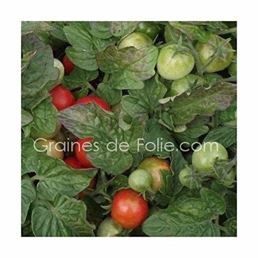 Portal Cool Bio Tomate Robin Graines tomate semillas orgÃ¡nicas