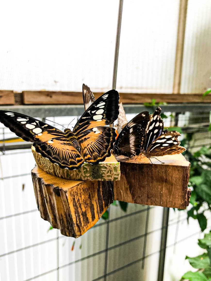 Jardin des papillons