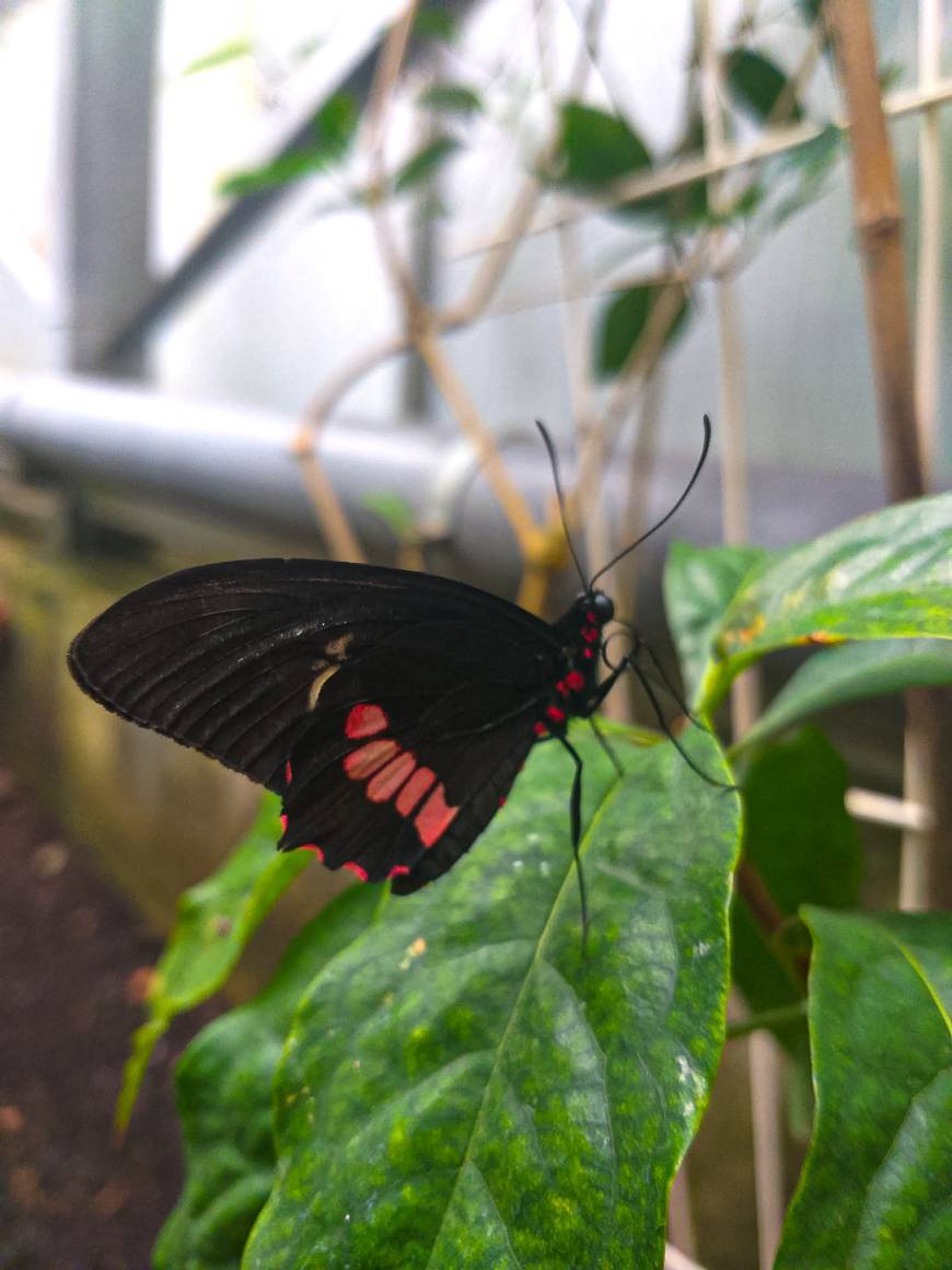 Jardin des papillons