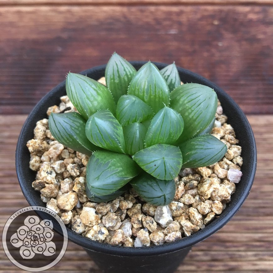 Fashion Haworthia Cooperi