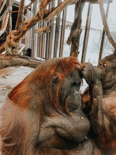 Zoo Barcelona