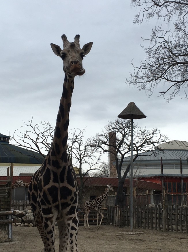 Lugar zoo budapest