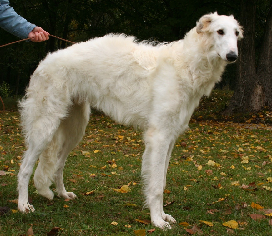 Moda Borzoi Russian