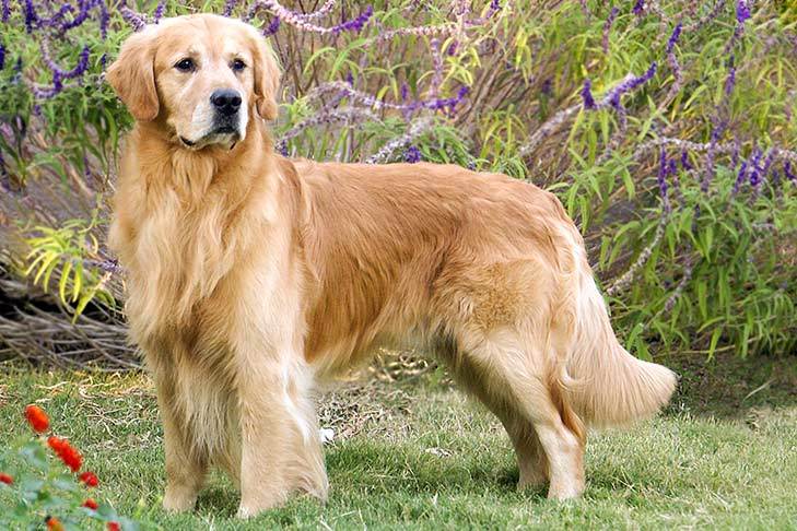 Moda Golden Retriver