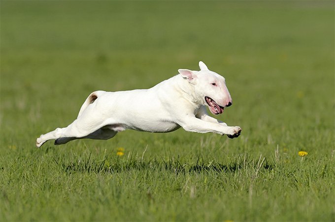 Moda Bull Terrier