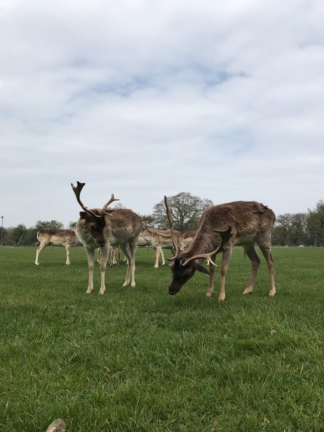 Place Phoenix Park