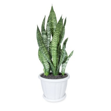 Moda SANSEVIERIA