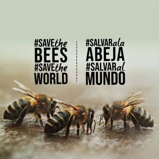Melhor projeto para salvar as abelhas em Portugal 🇵🇹 