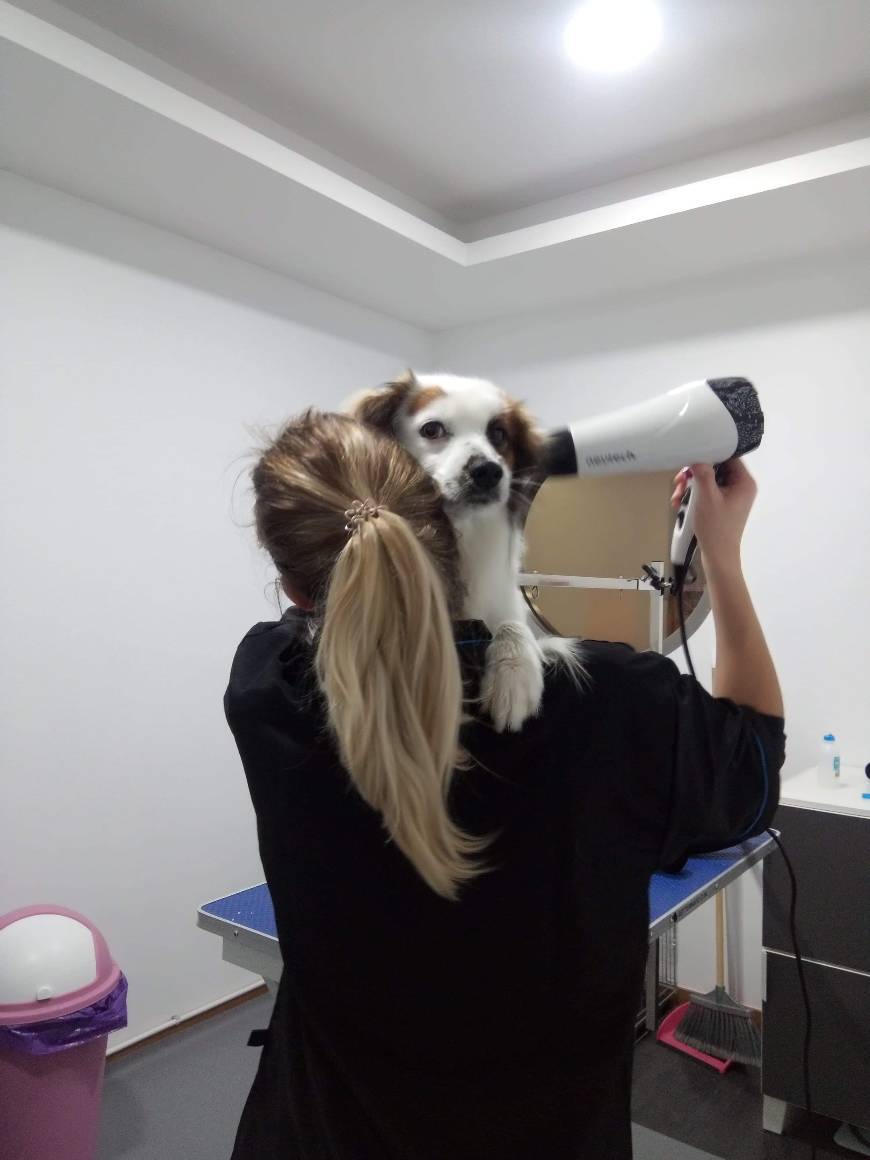 Lugares Banhocas, tosquia e grooming