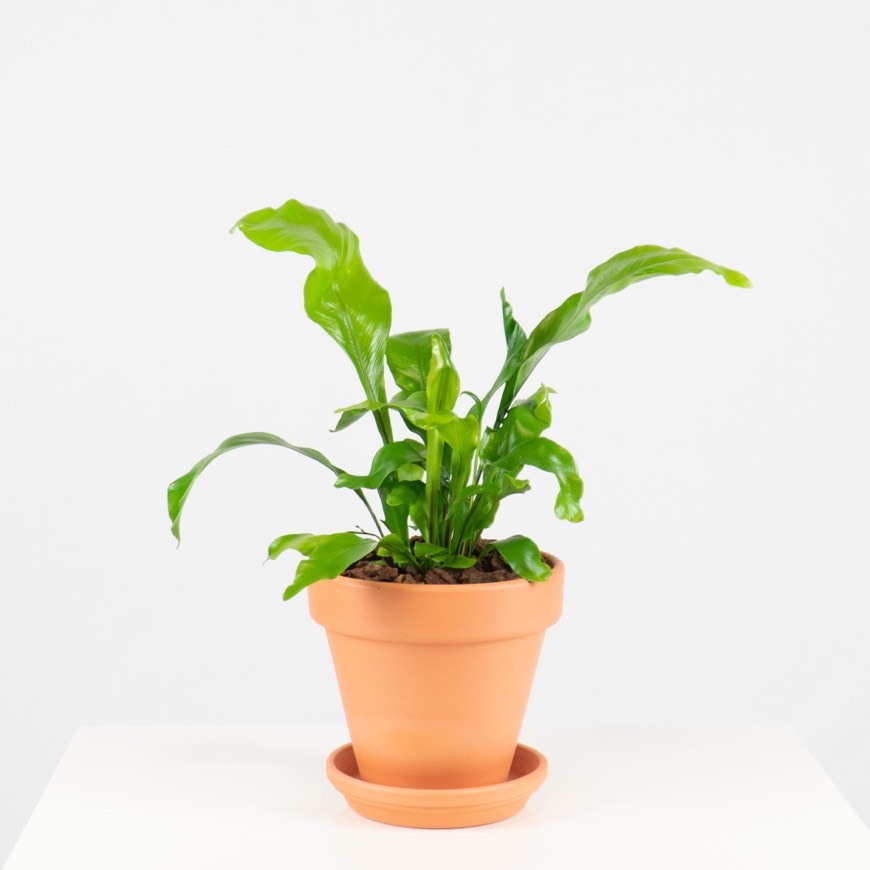Asplenium Nidus | Vaso de Barro
