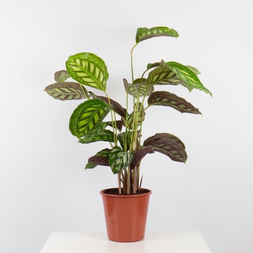 Calathea Roseopicta