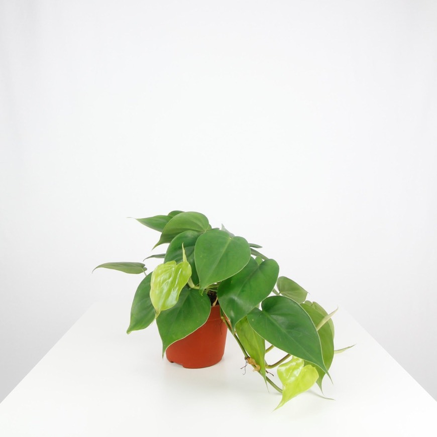 Philodendron scandens