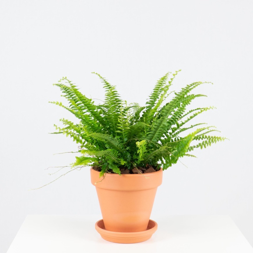Nephrolepis Exaltata | Vaso de Barro