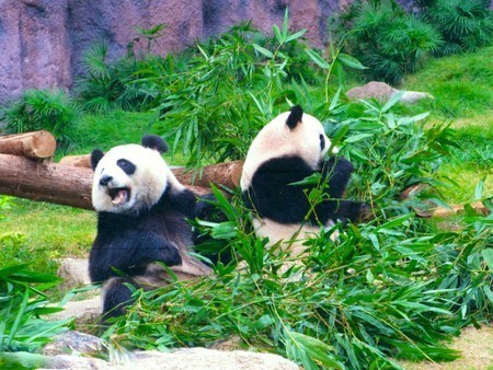 Lugar Macao Giant Panda Pavilion