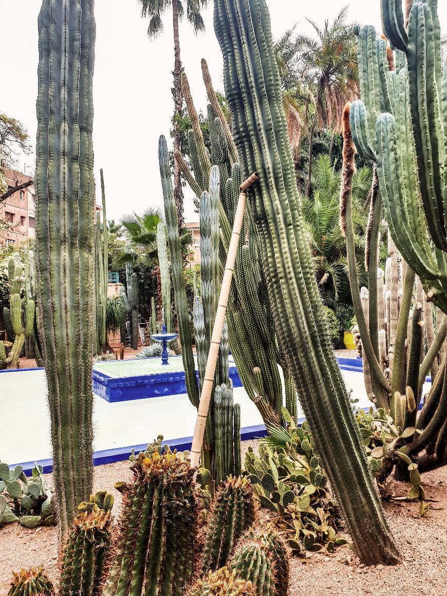 Place Jardín Majorelle