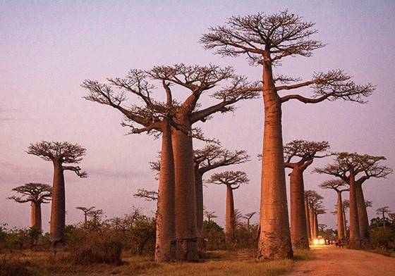 Lugar Baobabs Land