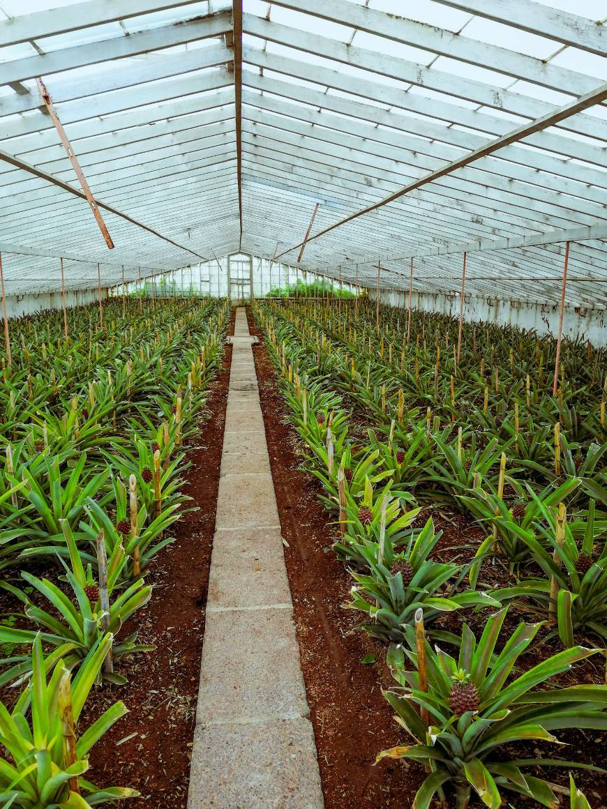 Lugar Plantação de Ananás dos Açores