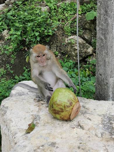 Macacos em Krabi