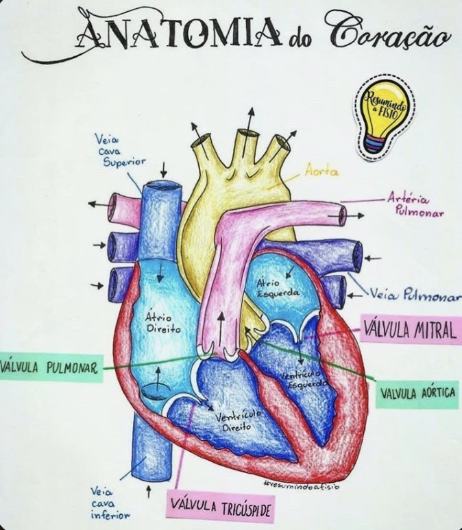 Fashion Sistema Cardiovascular: o coração 