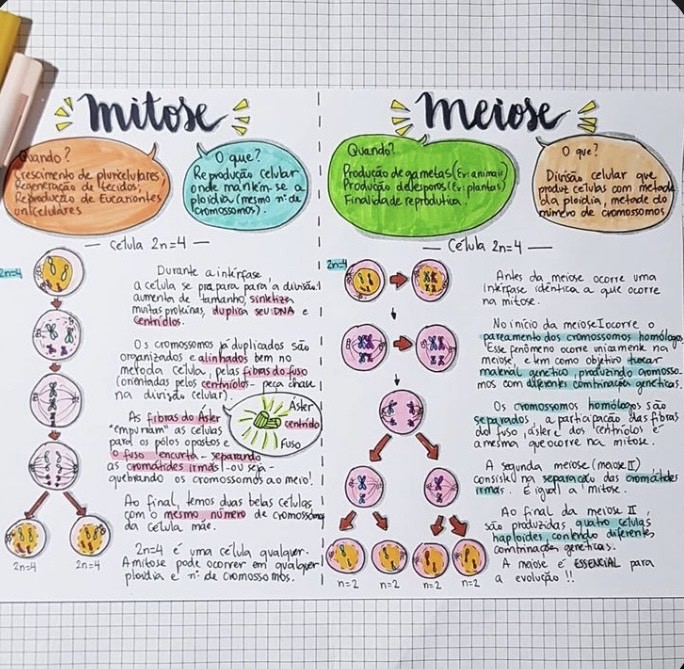 Moda Mitose vs Meiose