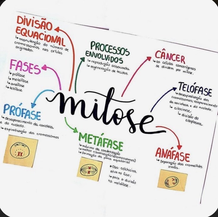 Moda Mitose