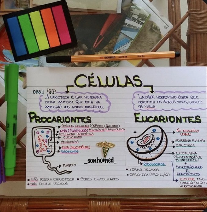 Moda Procariontes vs Eucariontes 