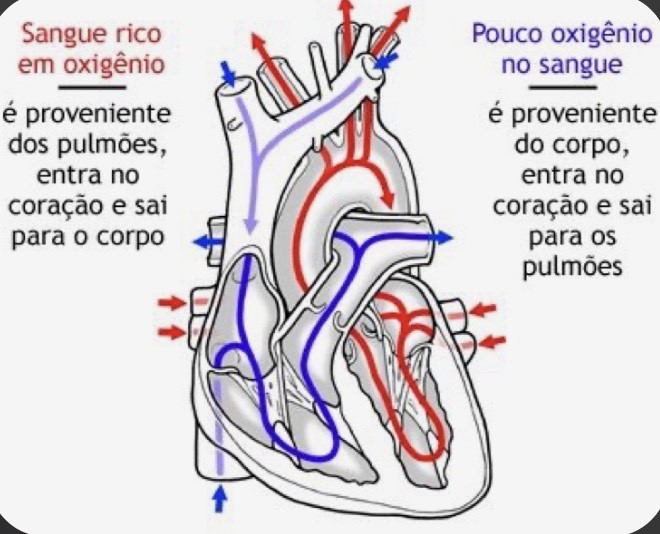 Fashion O sangue venoso e arterial 