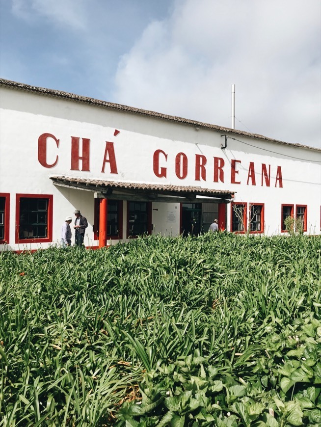 Lugar Chá Gorreana