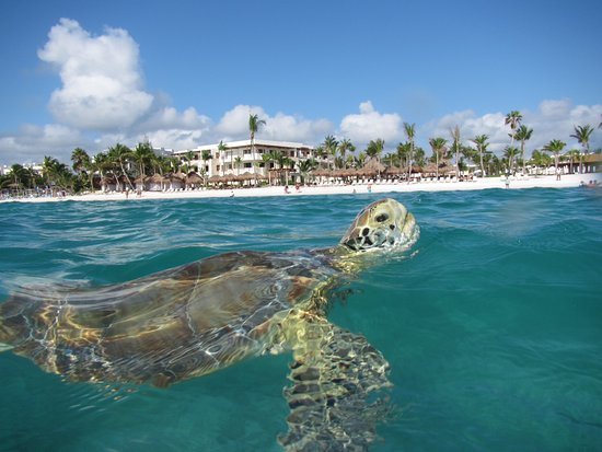 Place Akumal Bay - Beach & Wellness Resort