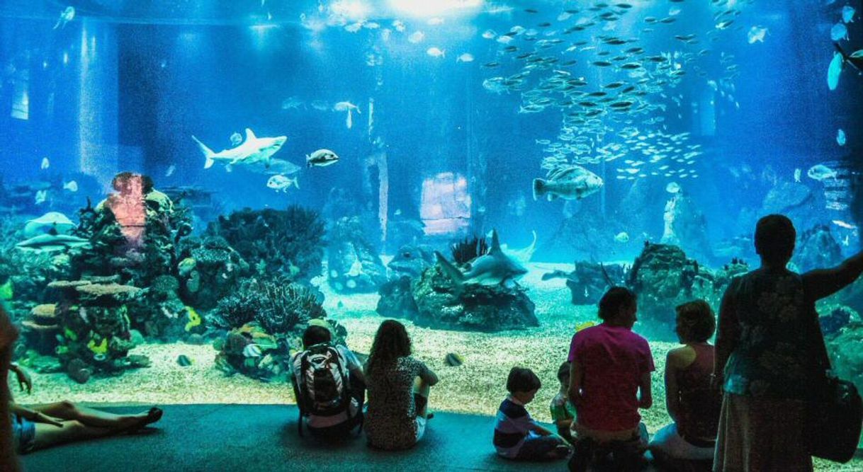 Lugar Oceanário de Lisboa