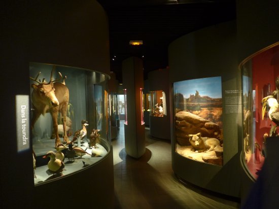 Place Musée d'histoire naturelle