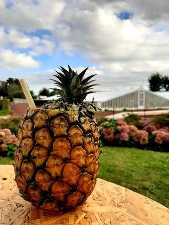 Plantacao de Ananas dos Acores (Ponta Delgada) - 2020 All You ...